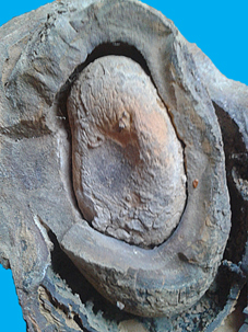 Da der Fund nicht zu meinem Fachgebiet gehört, habe ich einen Freund um